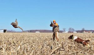 Pheasant Pictures photo 4