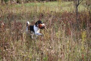 2016 Youth Pheasant Hunt photo 25