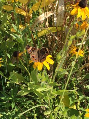 2017 Pollinator Plots Public Land photo 14