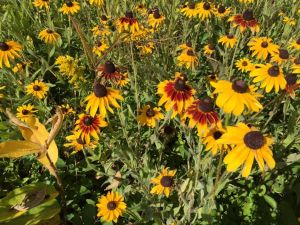 2017 Pollinator Plots Public Land