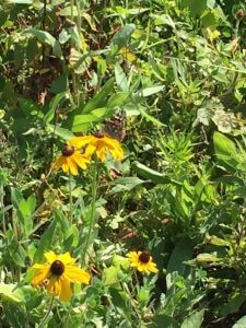 2017 Pollinator Plots Public Land photo 11
