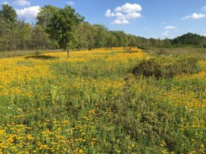 2017 Pollinator Plots Public Land photo 12
