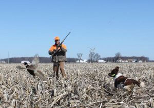 Pheasant Pictures photo 2