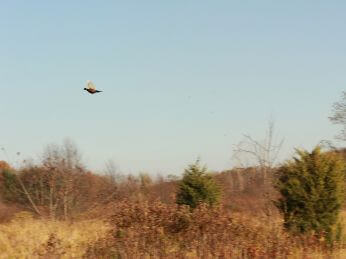 2014 Clay Shoot photo 3